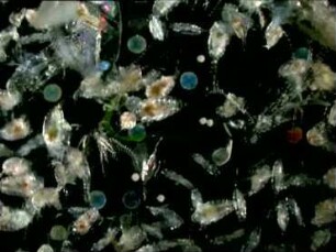 Marine Lebensgemeinschaften - Plankton