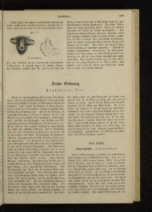 Dritte Ordnung. Raubthiere. Ferae.