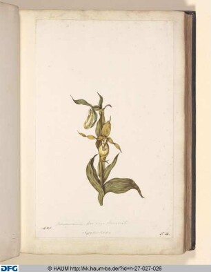 Cyprepedium calceolus, flore magis flavescente