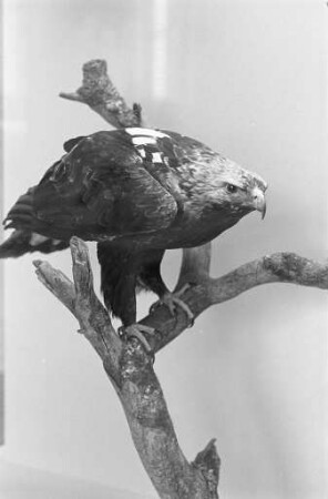 Museum am Friedrichsplatz (Naturkundemuseum)
