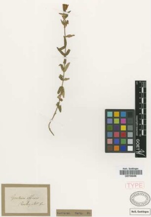Gentiana affinis Griseb. [type]