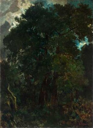 Waldinneres