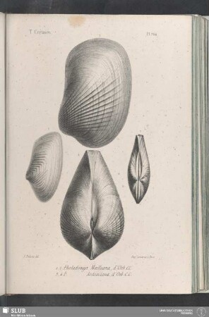 Pl. 364