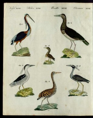Reiher verschiedener Art.