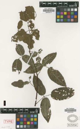 Rubus grisebachii Focke
