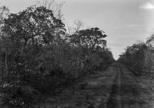 Busch- und Strauchvegetation : Eine Straße führt durch dichte Strauch- und Buschvegetation.