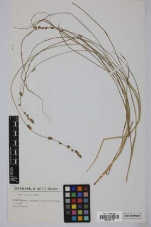 Carex divulsa Stokes