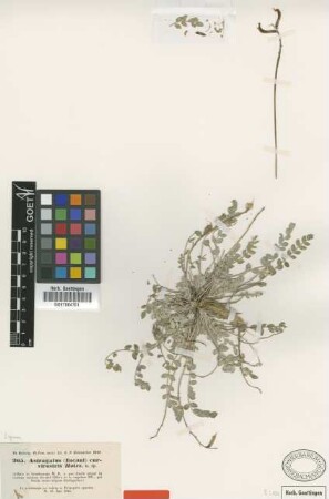 Astragalus curvirostris Boiss. [type]