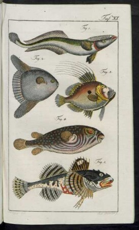 Taf. XI. Fig. 1. - Fig. 5