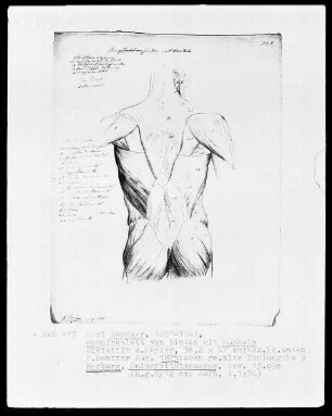 Anatomische Studien — Rumpfskelett von hinten mit Muskeln, Folio 9