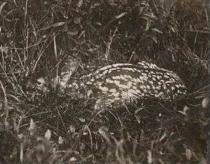 Rot- oder Edelhirsch (Cervus elaphus L.) Sechs Tage altes Kalb im Lager. Mecklenburg-Vorpommern, Lewitz