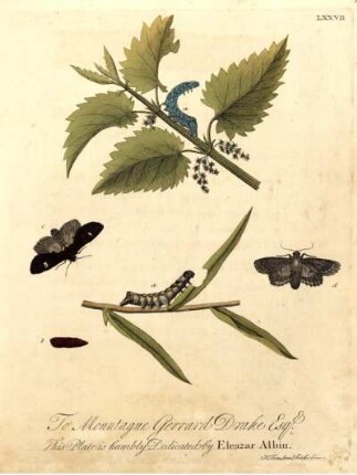 LXXVII.