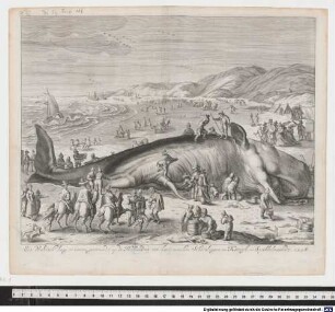Een Walvisch. Lang 70 voeten, gestrandt op de Hollandtse zee-kust, tusschen Schevelingen en Katwyk, in Sprokkelmaandt, 1598.