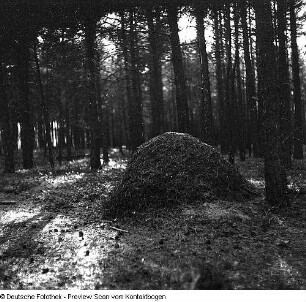 Tiere, Waldameisen