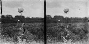 Schlafmohn : Schlafmohn (Papaver somniferum) blühend.