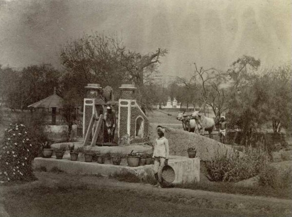 Fontaine avec bœuf de trait