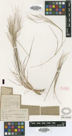 Agrostis laxiflora (Michx.) Richardson var. Griseb. aristata[holotype]