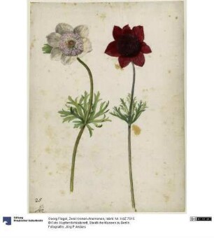 Zwei Kronen-Anemonen