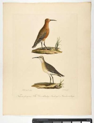 Numenius ferrugineus. Nobis. Der rothbäuchige Brachvogel. 1. Männchen. 2. Iunges. - mas. juv. - Zeichner: Johann Mathias Hergenröder; Stecher: Johann Carl Bock