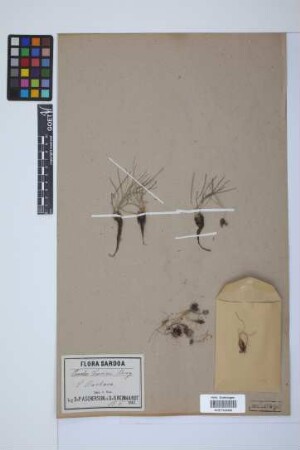 Isoetes duriaei Bory