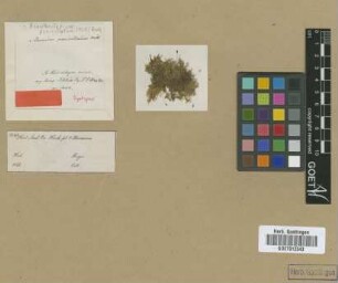 Acanthocladium penicillatum (Mitt.) Broth.