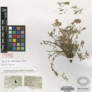 Thymus heterotrichus Griseb. [type]