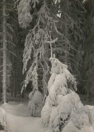 Schwartenberggebiet. "Märchenwald" am Ahornberg. Verschneiter Hochwald mit Fichte