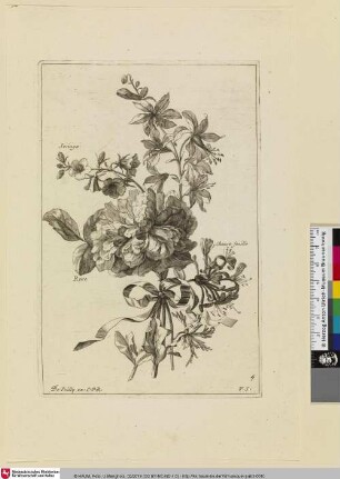 Seringa; Cheure feuille; Rose