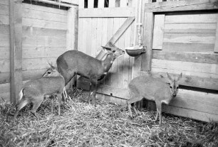 Äthiopische Antilopen im Karlsruher Zoo.