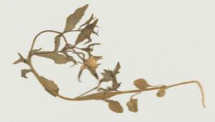 [Blume]