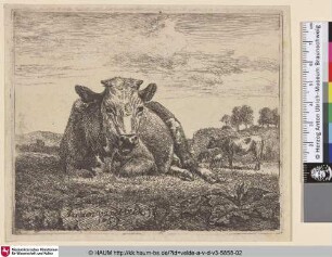 [Wiederkäuende Kuh; Recumbent Cow]