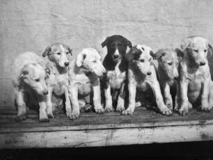 Junge Hunde