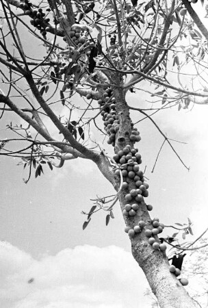 Feigenbaum in der Savanne : Feigen an einem Feigenbaum