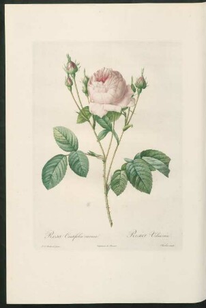 Rosa Centifolia carnea. Rosier Vilmorin. Charlin sculp.