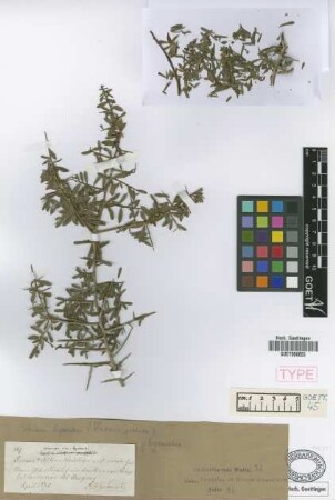 Duvaua praecox Griseb. var. Griseb. hyemalis[syntype]
