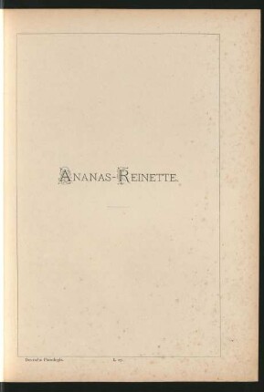 I. 27. Ananas-Reinette