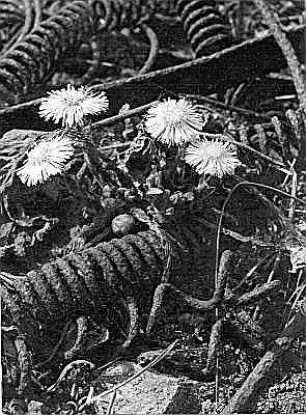 Korbblütengewächse (Compositae, Asteraceae). Gemeiner Huflattich (Tussilago fárfara). Blühender Bestand zwischen Schrottablagerung
