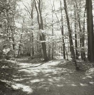 Park, Kolkwitz (Kreis Cottbus)
