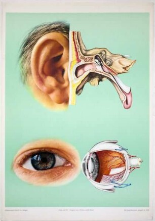 Auge und Ohr