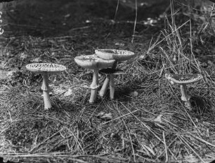 Fliegenpilz : Fliegenpilz (Amanita muscaria Linnaeus).