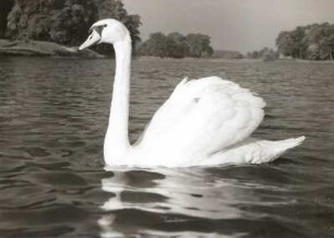 Oranienbaum-Wörlitz. Schwan auf dem Wörlitzer See