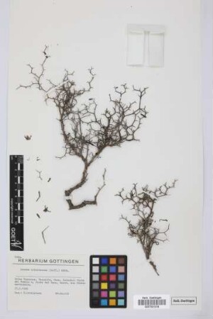 Launaea arborescens (Batt.) Murb.