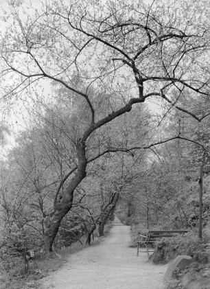 Tharandt. Forstbotanischer Garten : Tharandt. Forstbotanischer Garten (Gründung 1811; J. A. Reum). Baumbestand am Goebelweg
