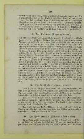 16. Die Rothbuche (Fagus sylvatica)