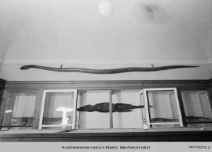 Museo Zoologico "La Specola" dell'Università, Florenz