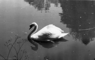 Triebischtal-Semmelsberg. Schwan
