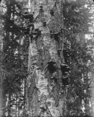 Baumpilz : Fruchtkörper eines Pilzes auf einem Baumstamm gewachsen.