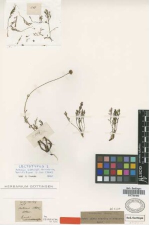Anthemis sibthorpii Griseb. [lectotype]