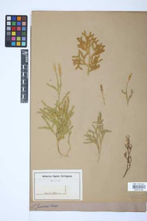 Lycopodium jussiaei Desv. ex Poir.