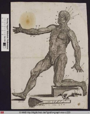 Darstellung des menschlichen Körpers mit Lage, Struktur und Verlauf der Blutgefäße, darunter die Ansicht einer fächerförmig angeschnittenen Vene.